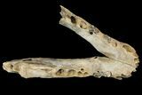 Fossil Juvenile Etruscan Wolf (Canis) Partial Mandible - Belgium #155000-3